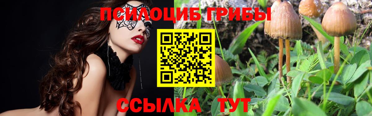 Псилоцибиновые грибы Cubensis Юрга